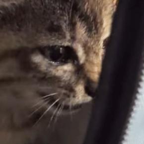 一生懸命鳴いていた子猫→だんだん眠たくなってきて…人間の赤ちゃんのような光景が63万再生「エンドレスで見られる」「抱きしめたい」