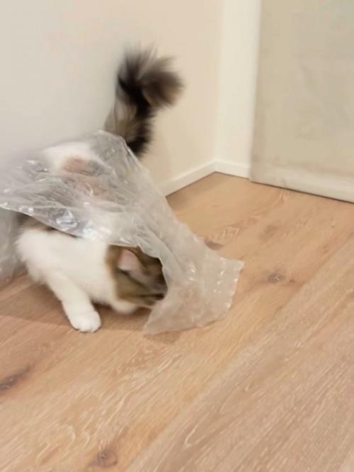 シートの下に潜ろうとする猫