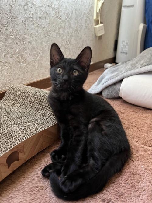 座っている子猫