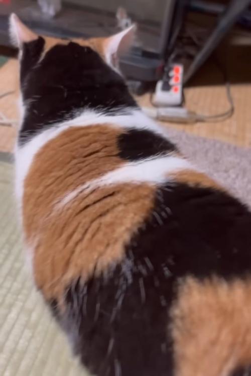 猫の後ろ姿