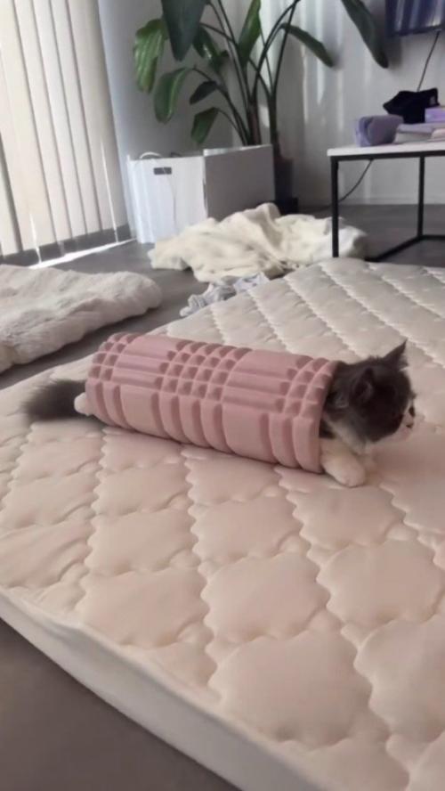 フォームローラーの中に入って顔をしっぽを出している猫