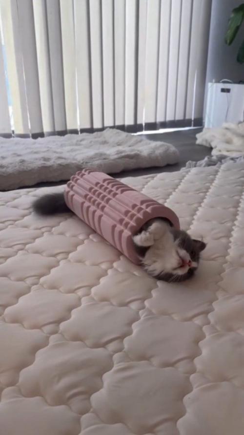 ピンクのフォームローラーの中でくつろぐ猫