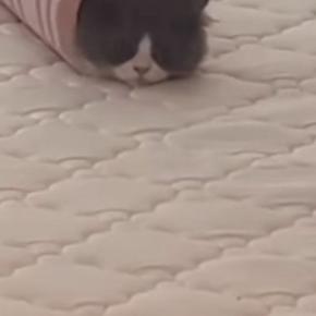 ふと見たら、猫が予想外の場所に入っていて…思わず笑ってしまう『可愛い光景』に「二度見したw」「巻き寿司みたいw」と21万再生