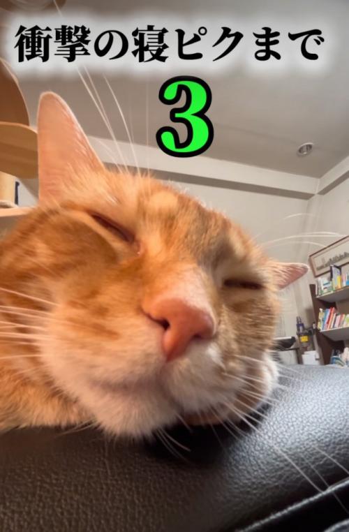 眠る猫
