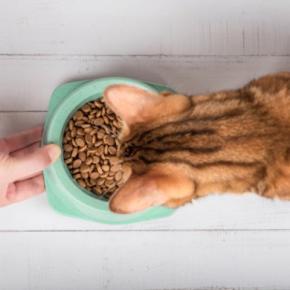 愛猫を長生きさせる『キャットフードの選び方』4つ 健康を維持するために確認すべきポイント