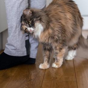 猫を見ていて『健気だなぁ』と思うシーン4選 愛らしい行動の心理や上手な接し方