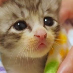 『眠れない様子の保護子猫』を毛布で包んでみたら…尊すぎる光景に悶絶の声「ため息が出る」「なでなでしたくなった」と41万再生