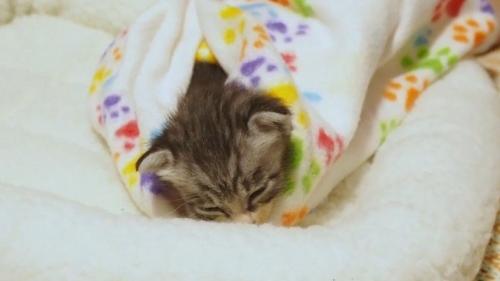 眠った姿