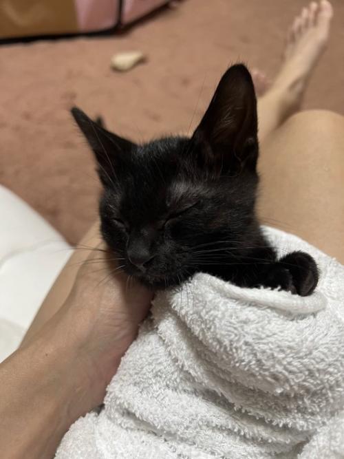 目を閉じる子猫