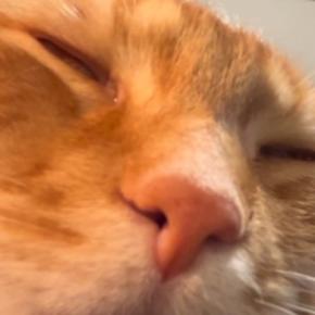 「想像のかなり斜め上w」眠っている猫を間近で観察していると…衝撃の光景が198万再生「筋肉どうなってるのw」「何か受信したな」