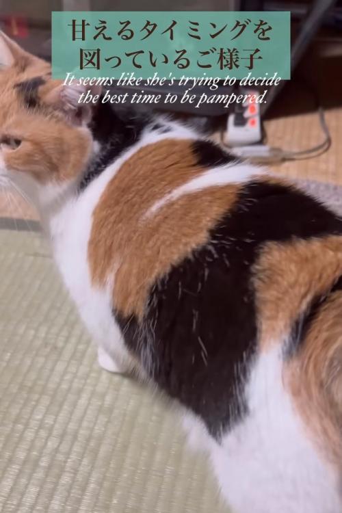 後ろを見る猫