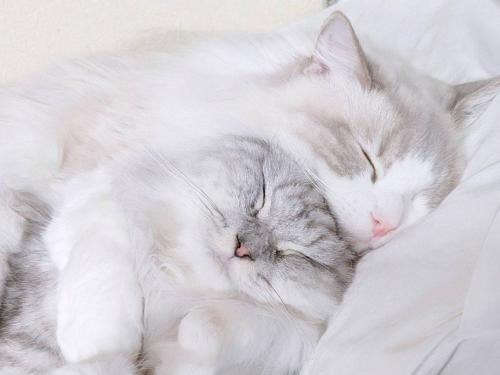 密着して眠る猫たち