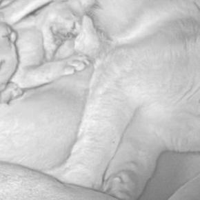 育児中の母猫の様子を見たら…思わず笑みがこぼれる光景に1万いいね「お母さんは大変だよね」「わかるわー」「人間と一緒」と共感の声続出