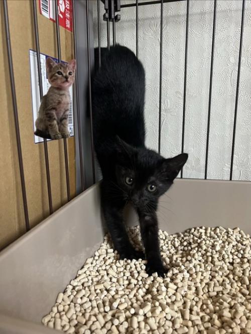 逆立ちする子猫