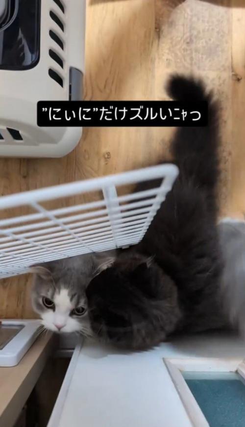 グレー白に乗る黒猫