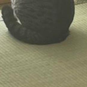 猫に破られた『障子』→破れた部分だけきれいに切り取った結果…『可愛すぎる光景』に9万5000いいね「猫見障子」「風情あるねw」