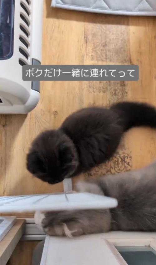 通ろうとするグレー白猫、それを見る黒猫