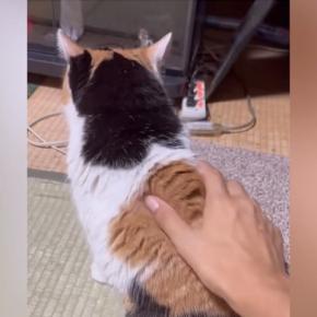 喉をゴロゴロと鳴らしながら『目の前にやってきた三毛猫』→撫でると…悶絶級の行動に「変な声出た」「可愛すぎるでしょ」と93万再生
