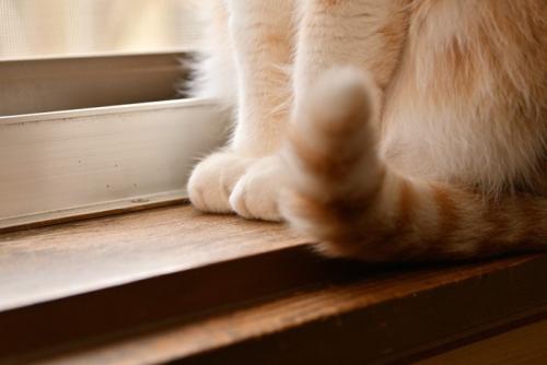 猫のしっぽ