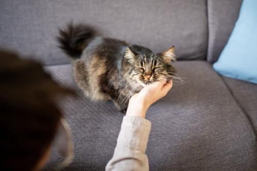 猫をなでる人