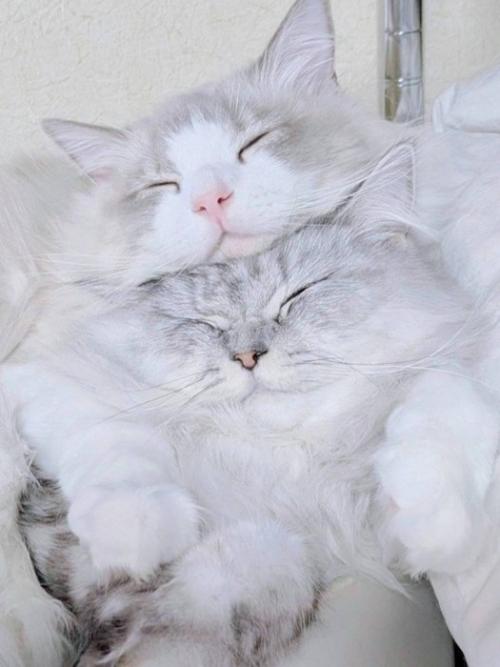 顔がつぶれた2匹の猫