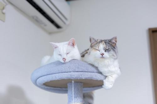 キャットタワーでくつろぐ猫