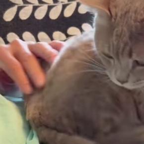 『赤ちゃんみたい』大好きなパパに撫でてもらった猫→次の瞬間…想像以上の『甘えっぷり』が74万再生「たまらないだろうねw」「真実の愛w」
