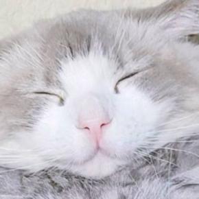 後ろからぎゅーっと同居猫を抱きしめる猫…『可愛すぎる瞬間』に2万いいねの反響「ムギュってなってるｗ」「お顔が幸せそう」