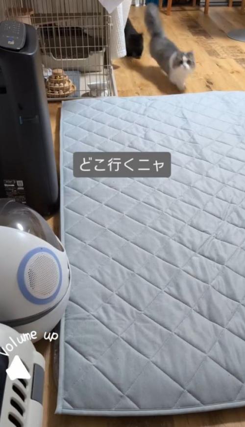 「どこ行くニャ」と書かれた写真1