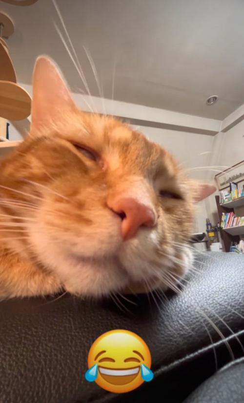 白目の猫
