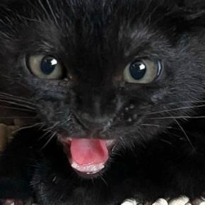 シャーと威嚇していた保護子猫→3日目に見せた『まさかの表情』に1万いいね「可愛すぎてたまらんw」「短い反抗期w」と癒される人が続出