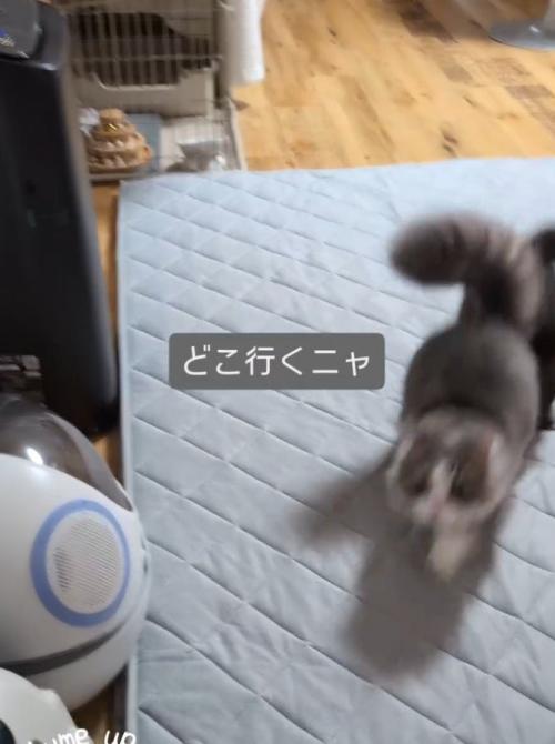 「どこ行くニャ」と書かれた写真2