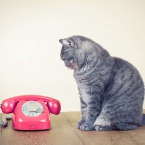 猫を守るために欠かせない『緊急連絡先』4選 役に立つ場面から準備しておきたいことまで