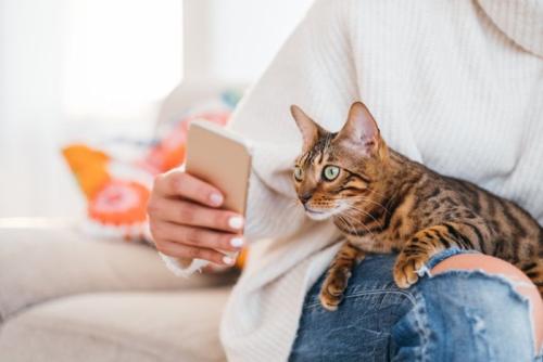 猫とスマホ