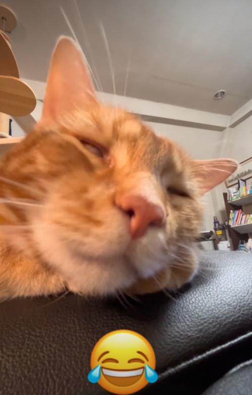 白目の猫2