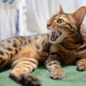 猫に対して『虐待』になりうるNG行動5選 苦痛を与えてしまう理由や見直すべきこと