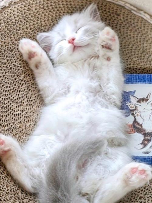 仰向けに眠る猫・りおら君