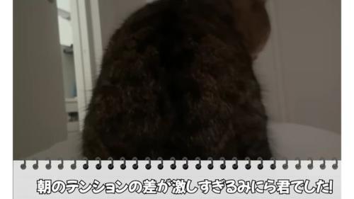 ベッドにいる猫