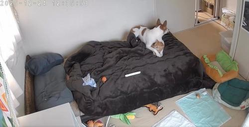 振り向く犬