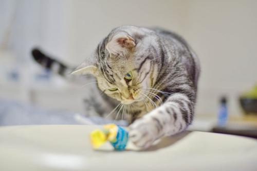 キャンディで遊ぶ猫