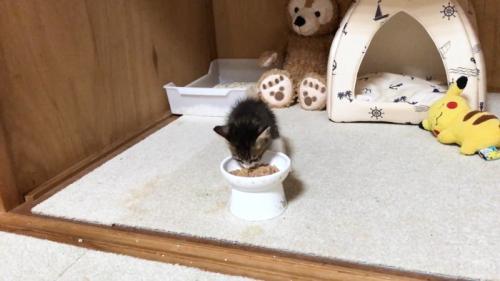 ご飯