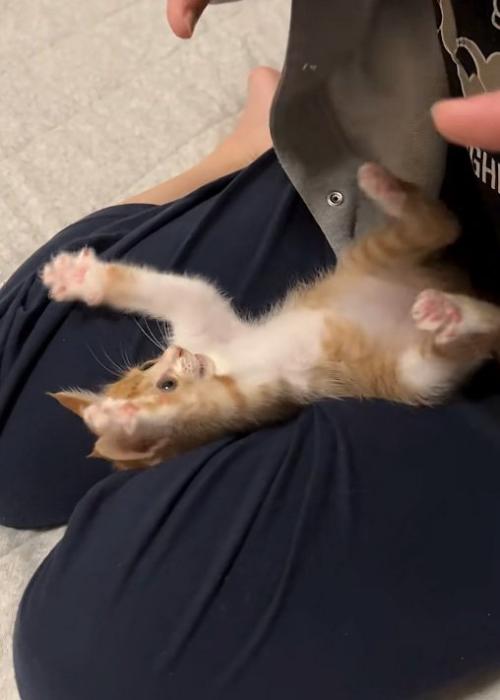 はしゃぐ猫