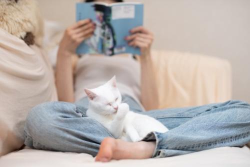 読書をする人の膝の上でくつろいでいる猫