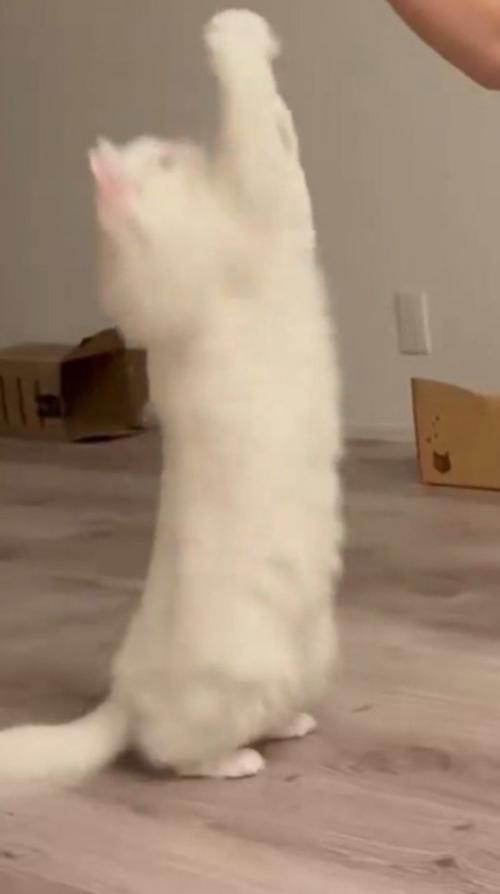 男性の指に飛びつく猫