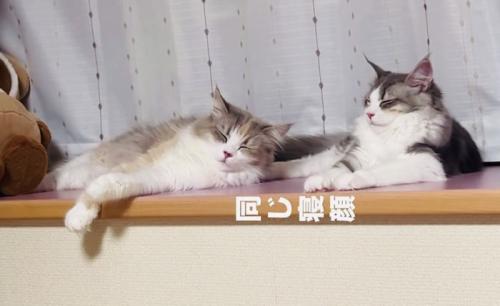 窓際で寝るママ猫と子猫