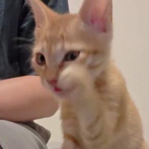 丁寧に毛づくろいしていた子猫→だんだんと『雑』になっていって…まさかの動きに「かわいいの極みｗ」「想像以上に適当で笑った」と86万表示
