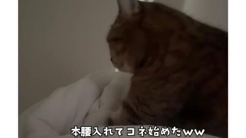 ベッドにいる猫