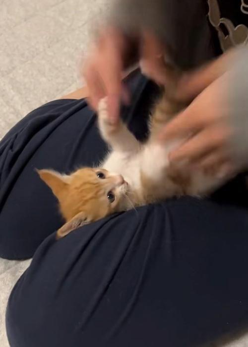 かじりたい猫