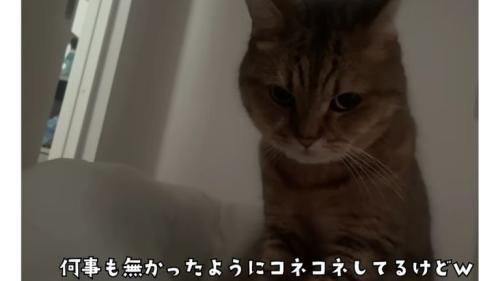 ベッドにいる猫