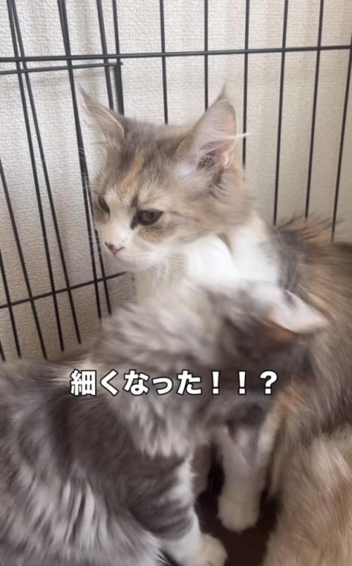 ママ猫の首をグルーミングする子猫